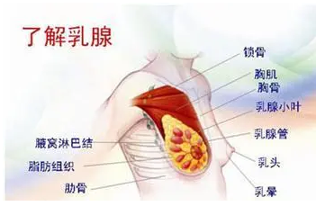 乳腺貼有用嗎