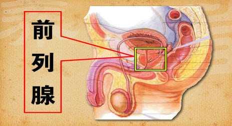 前列腺廠家