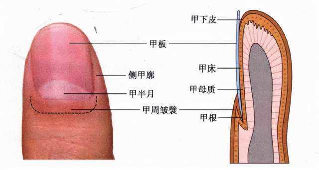 灰指甲液貼牌廠家