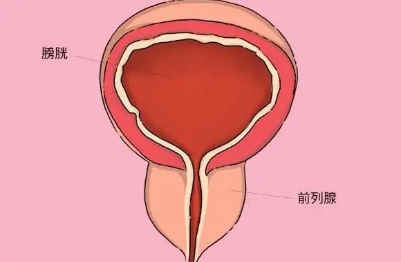 前列腺凝膠廠家