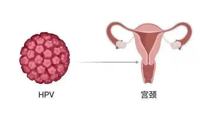 hpv凝膠加工廠家